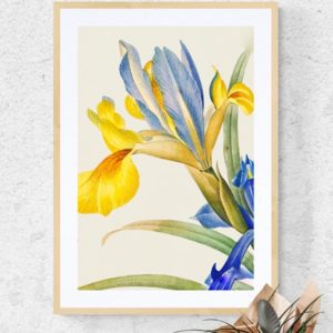 Iris Floral 2