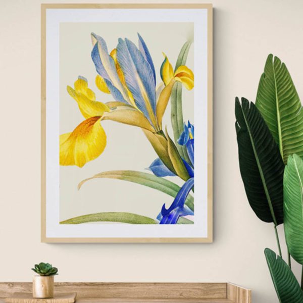 Iris Floral 3